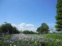 H21.6.16水元公園 006