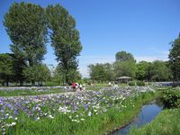 H21.6.16水元公園 022