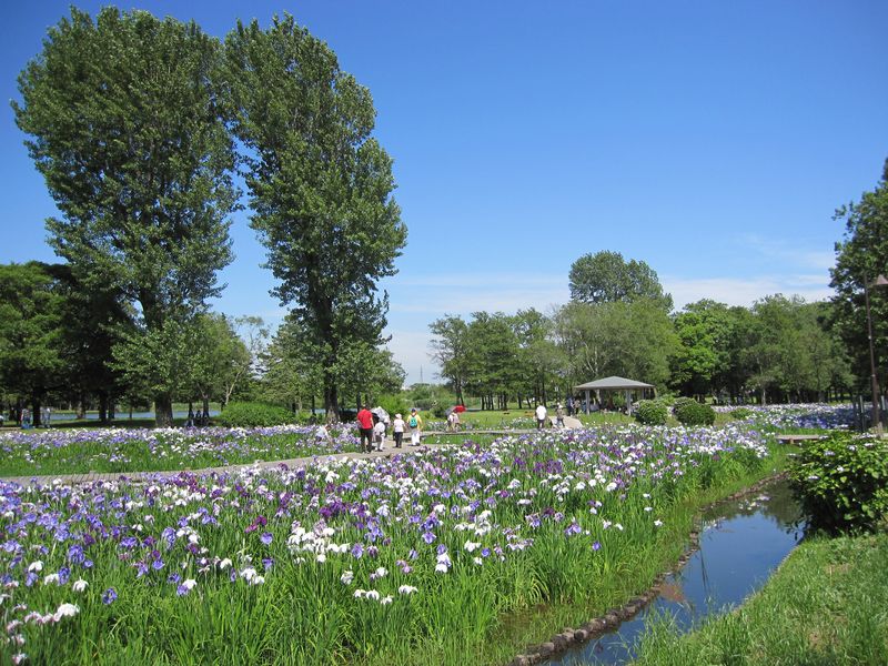 H21.6.16水元公園 022